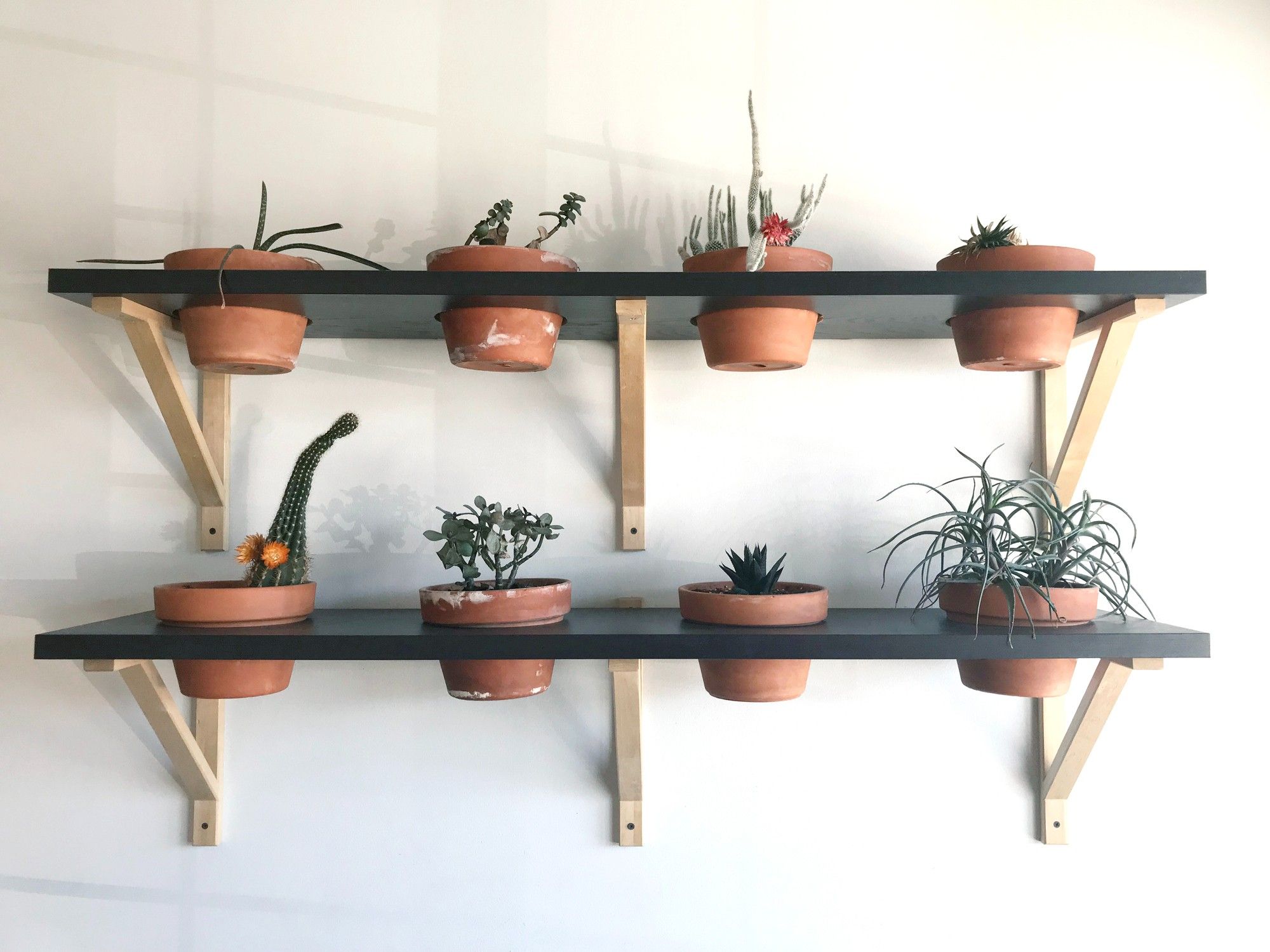 Passo a passo: como montar um jardim vertical em apartamento?