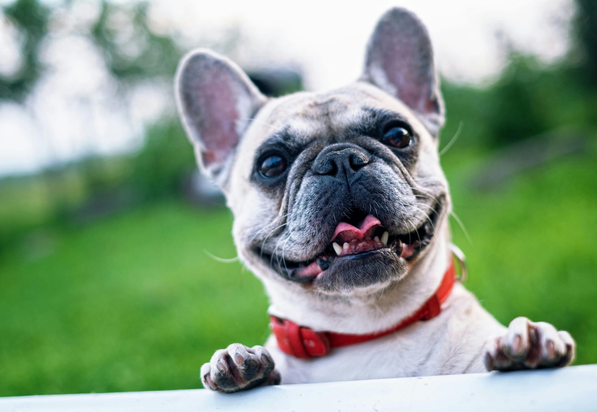 Convivência com pets em condomínios: diretrizes legais e práticas de bom senso